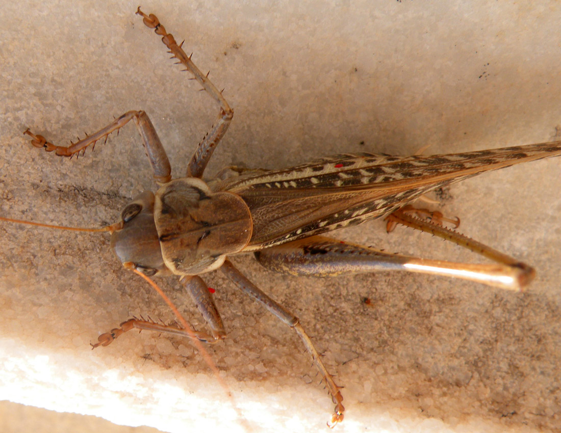 Decticus albifrons